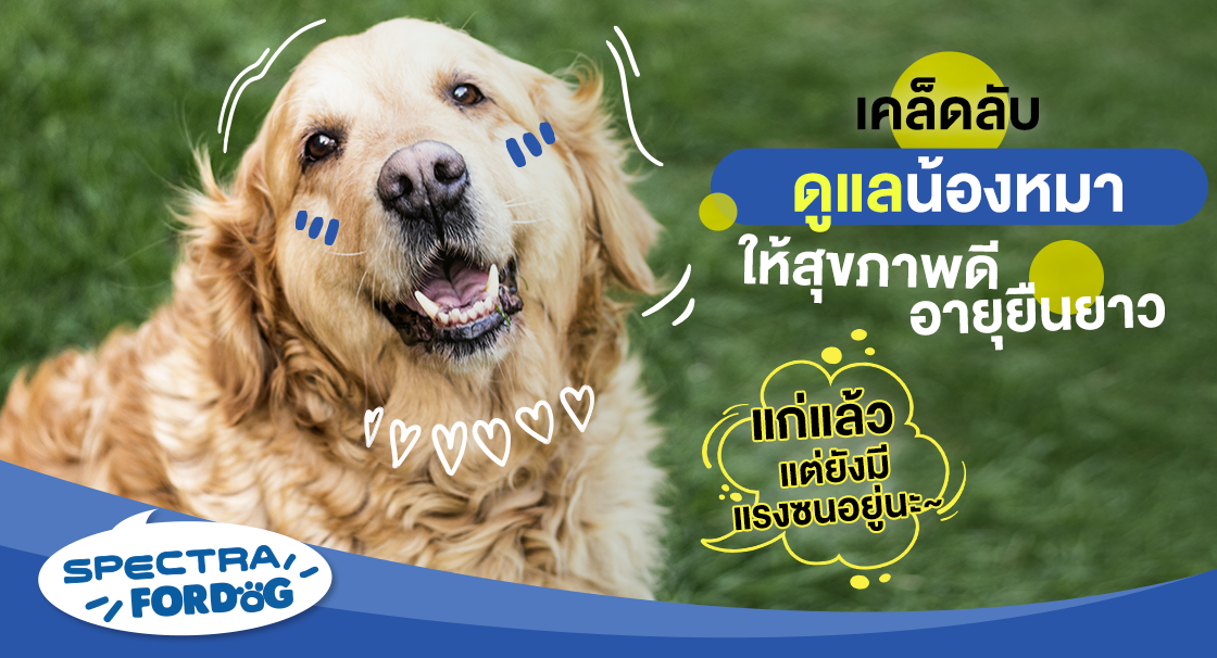 เคล็ดลับดูแลน้องหมาให้สุขภาพดี อายุยืนยาว